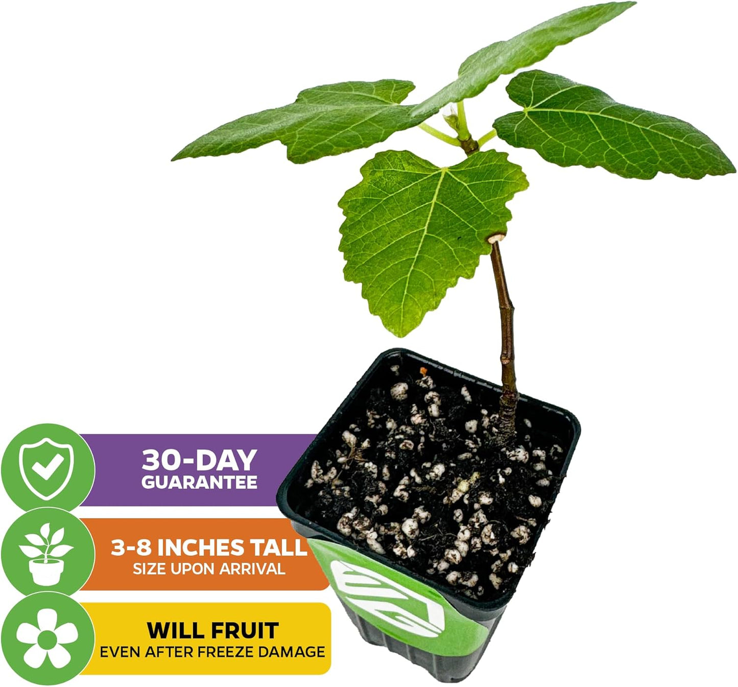 Brown Turkey Fig - Ficus carica by Wellspring Gardens - Sweet Bronze Fruit - Mediterranean Garden - Resilient Fruit Tree - Self-Pollinating Fig Tree - Ornamental Fruit Tree (2-Pack)