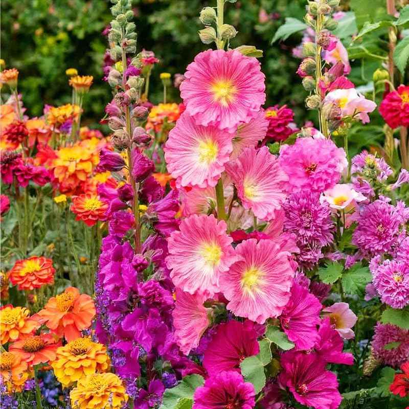 350+ Mix Hollyhock Seeds for Planting - Tall Flowering Perennial, Non-GMO Heirloom Plant Seeds Garden Outdoor, Attracts Pollinators