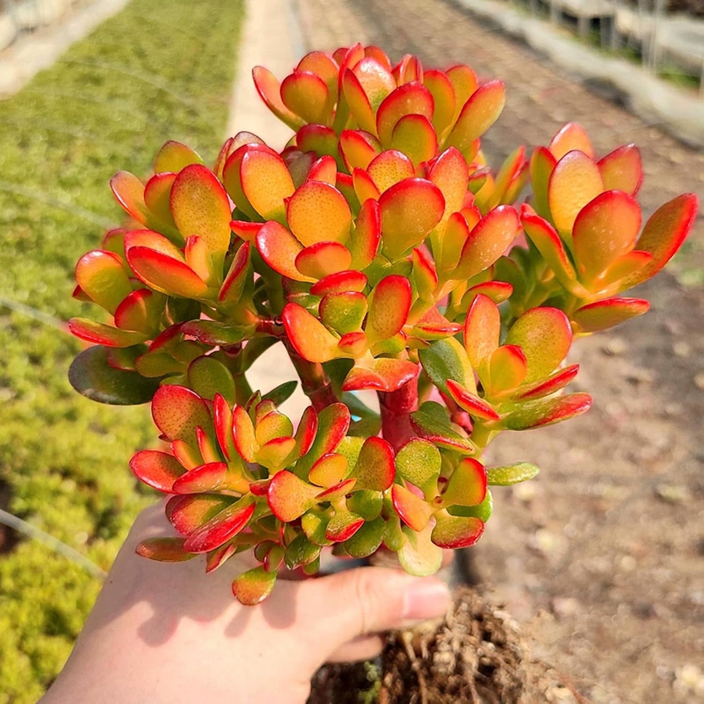 Dwarf Jade with White Stripe Jade, Live Crassula Ovata Crosby's Compact, Rare Cute Succulent Plant in 4" Planter, Home Office Décor