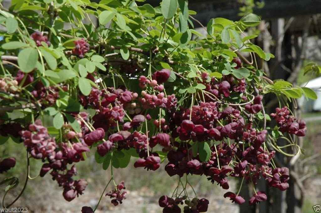 Akebia quinata Seeds- Chocolate Vine, Raisin Vine, Five-Leafed Akebia !