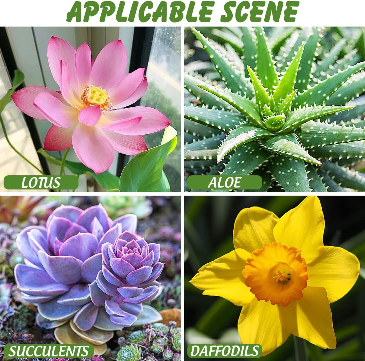 NUOBESTY Ceramic Hydroponic Plant Pot Indoor Succulent Planter for Water Lily and Narcissus Flower 7.3 Inch Decorative Bowl for Garden Balcony Table