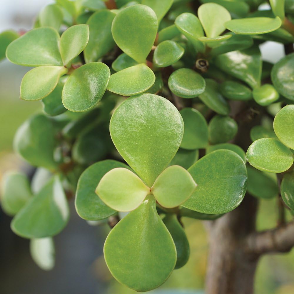 Brussel's Bonsai Live Dwarf Jade Bonsai Tree - Medium