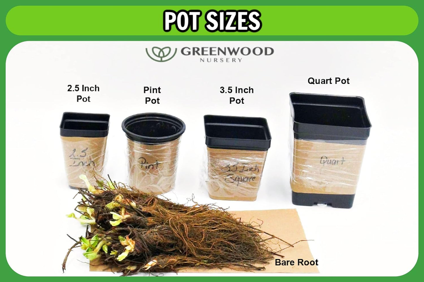 Greenwood Nursery: Live Perennial Plants - 'Walkers Low' Catmint + Nepeta × Faassenii - [Qty: 10x Pint Pots] - (Click for Other Available Plants/Quantities)