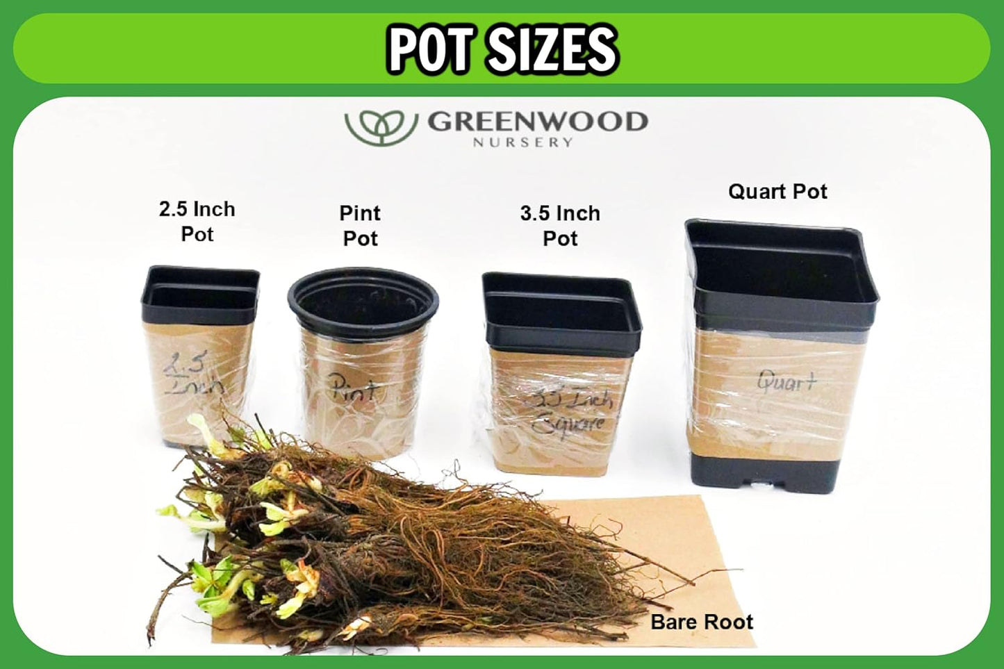 Greenwood Nursery: Live Perennial Plants - Tangerine Beauty Vine + Bignonia Capreolata - [Qty: 3X Pint Pots] - (Click for Other Available Plants/Quantities)