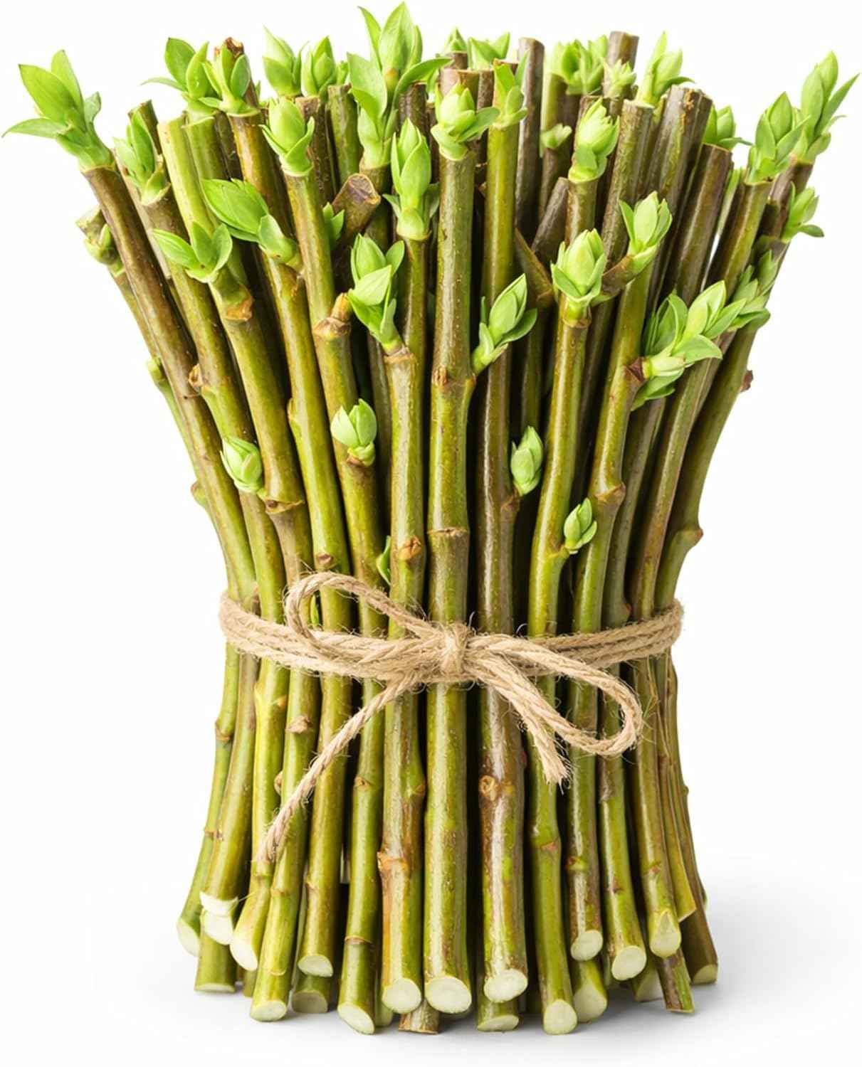 Hybrid Willow Tree Cuttings – Fast Growing Privacy & Shade Trees – Easy to Root Live Cuttings – Cold Hardy, High Yield Trees for Screens & Windbreak (5 Cuttings)