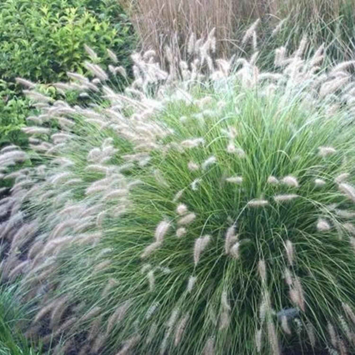 1 Ornamental Grass Plants Live Clumps - 8-12 Inc Tall - White Fountain Grasses Live Plants Perennial