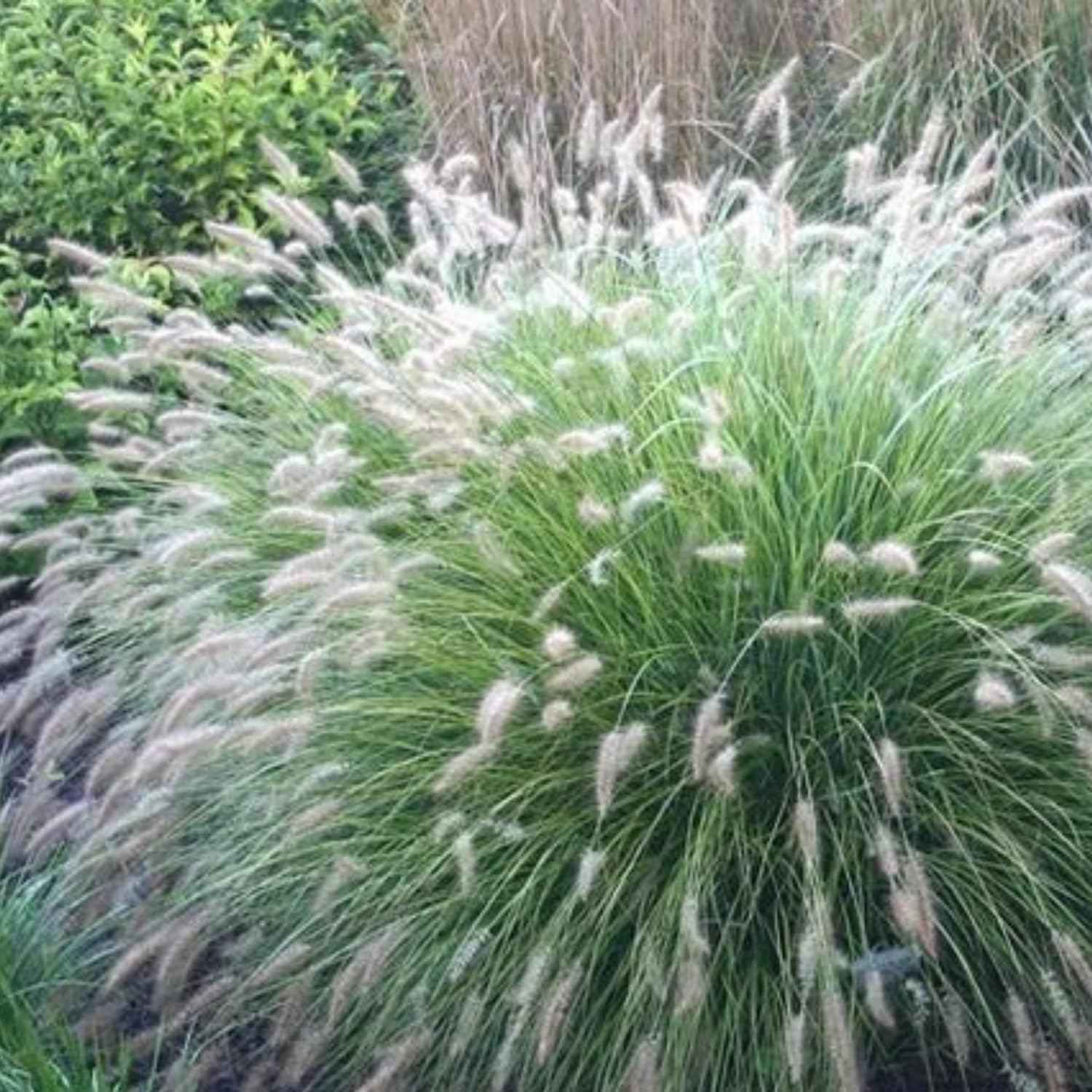 1 Ornamental Grass Plants Live Clumps - 8-12 Inc Tall - White Fountain Grasses Live Plants Perennial