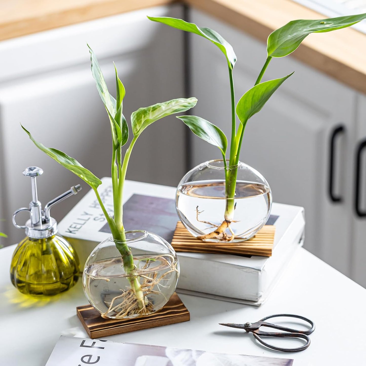 Glass Planter Propagation Station with Wooden Base - Clear Oblate Hydroponic Vase, Decorative Desktop Flower Vase for Home, Office, Windowsill - Gift for Plant Lovers (2)