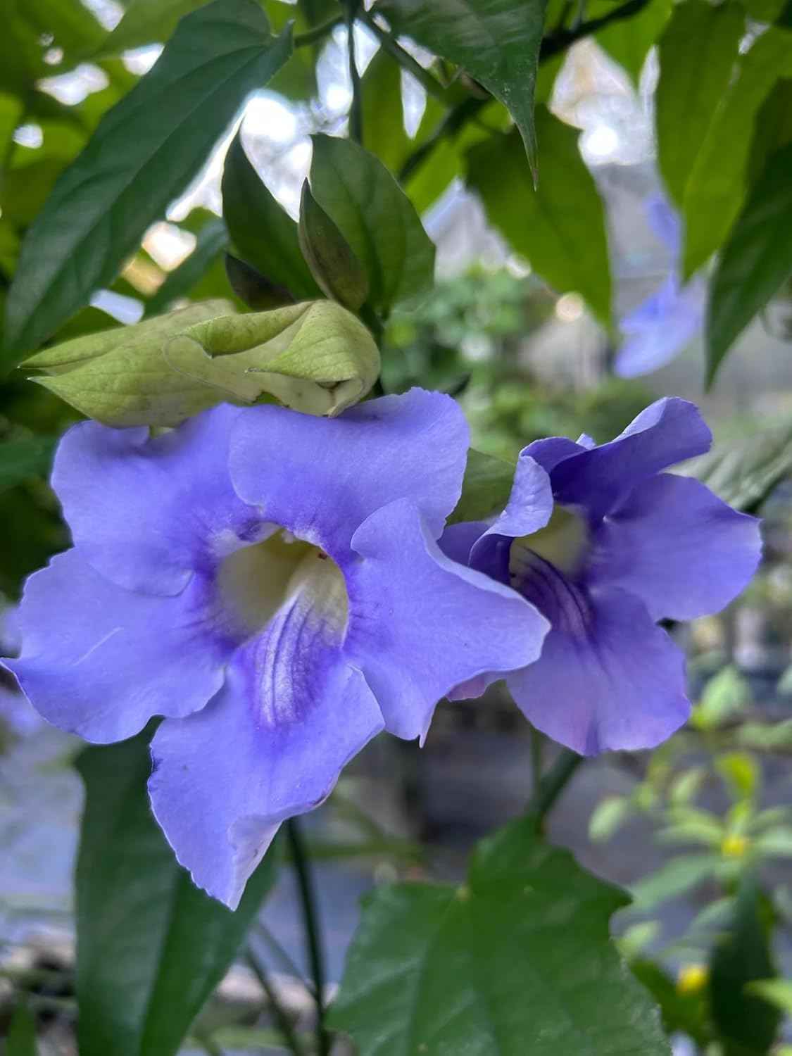 Thunbergia Grandiflora Plants | Pack of 2 (Two) | 5-9 Inch Blue Trumpet Vine | Sky Vine/Bengal Clock Vine | Fast-Growing Large Climber for Fences, Arbors & Privacy Screens