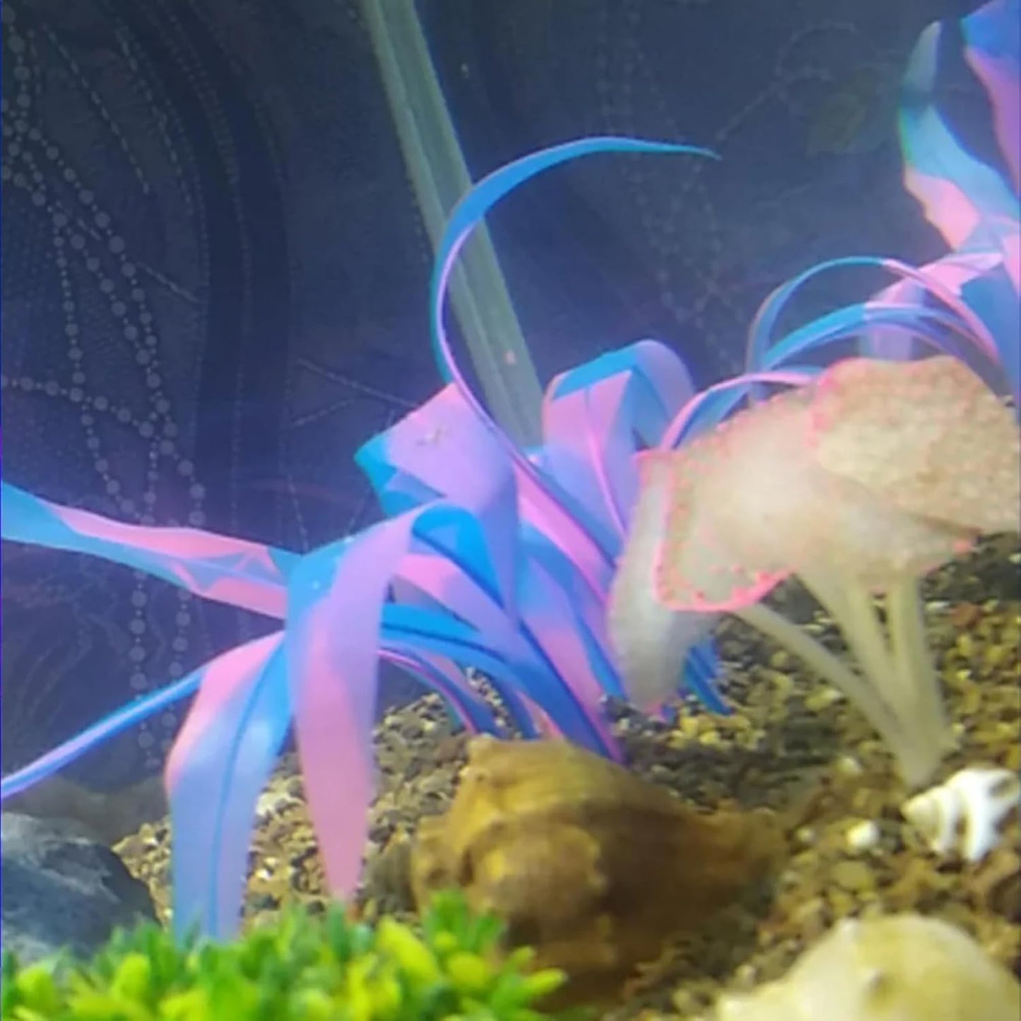 1Pcs Tall Blue Aquarium Decoration Plants Simulation Artificial Water Grass Plastic Fish Tank Decor Plant Silicone Glowing Kelp Ornament Aquarium Accessories Fake Plants,Blue,16.9in