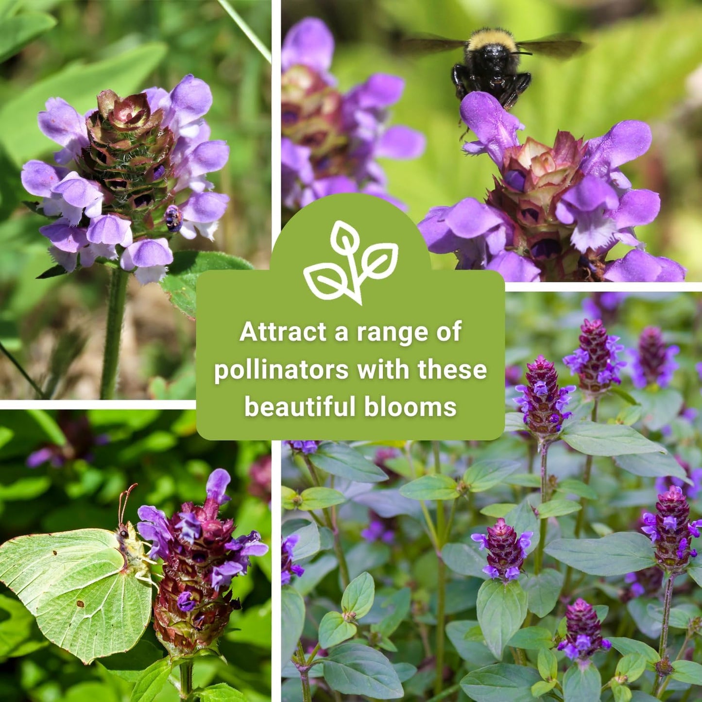 Sow Right Seeds - Heal-All Seeds for Planting - Self Heal Prunella Vulgaris - Non-GMO Heirloom Medicinal Herb - Grow Your Own Wildflower Garden - Attracts Pollinators - Easy to Grow in Gardens (1)