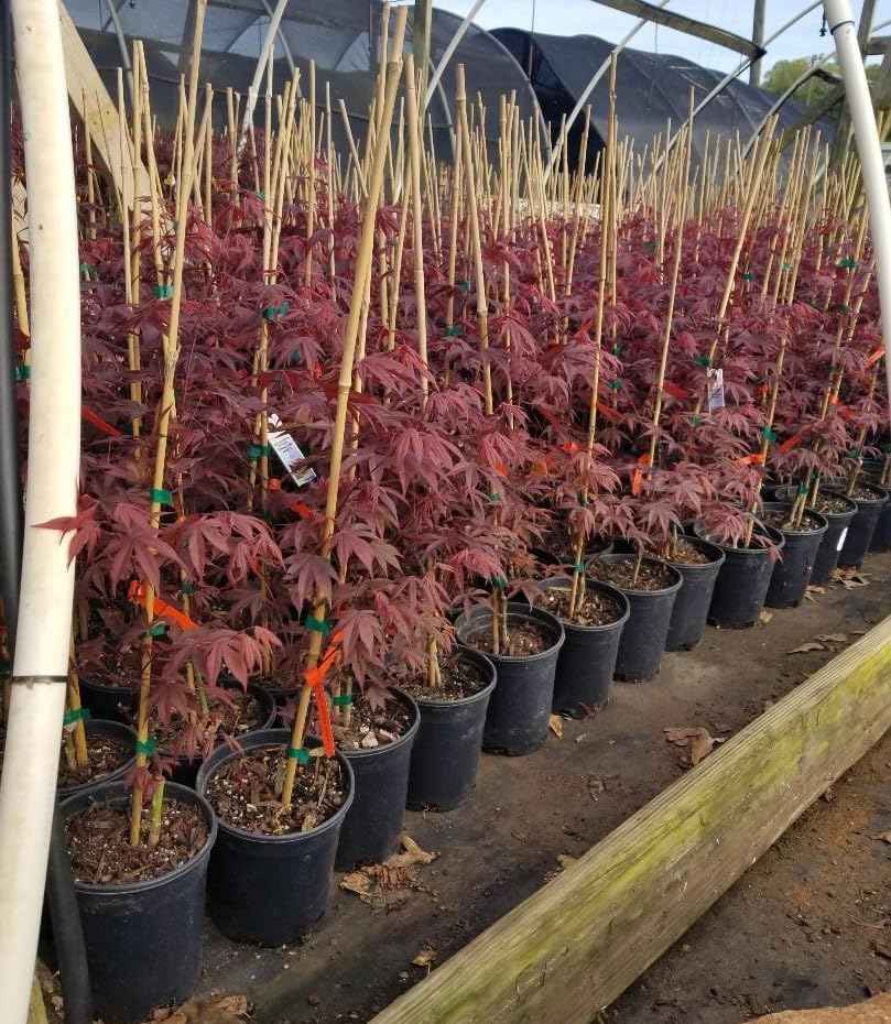 Fireglow Upright Red Japanese Maple - Live Plant - (2.5 QT)