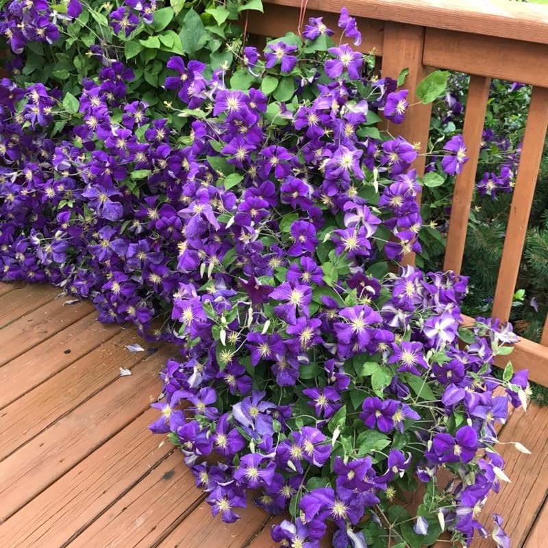 Deep Purple Clematis Vine Plant Live for Planting, Clematis Plant Live in 2.5 Inches Pot, Clematis Flowers Perennial