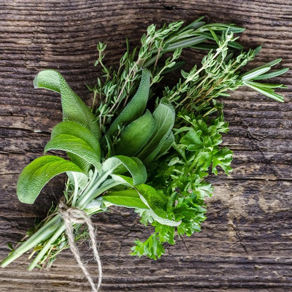 German Thyme Plants - Perfect for Indoor or Outdoor Gardening, High in Antioxidants, Fragrant and Flavorful Herb (2 ger Thyme Cups)