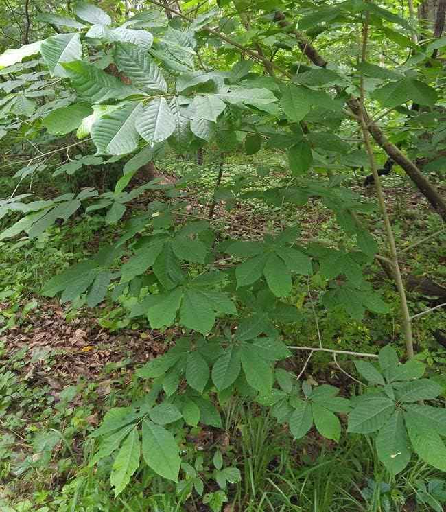 Paw Paw Tree Live Plant 18-24" in Height in a Trade Gallon Pot