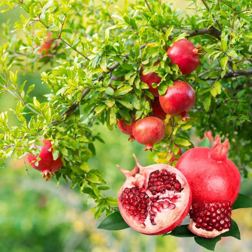 Pomegranate Tree Live Plant in 1 Gal Pot, Live Sweet Pomegranate Plants, 1-2 Feet Tall, Sweet Fruit Tree, Fast-Growing and High Yielding, No to CA