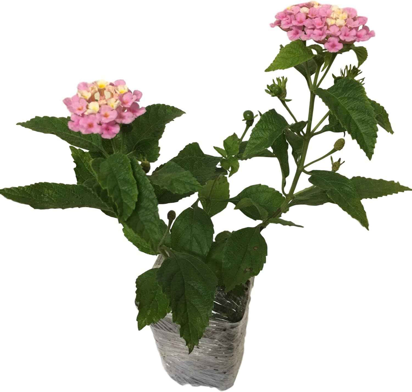 Lantana Camara Flowers - Two (2) Mixed Starter Live Plants - Not Seeds - Natural Mosquito Repellant Garden - Attract Hummingbirds & Butterflies - in 4 inch Pots