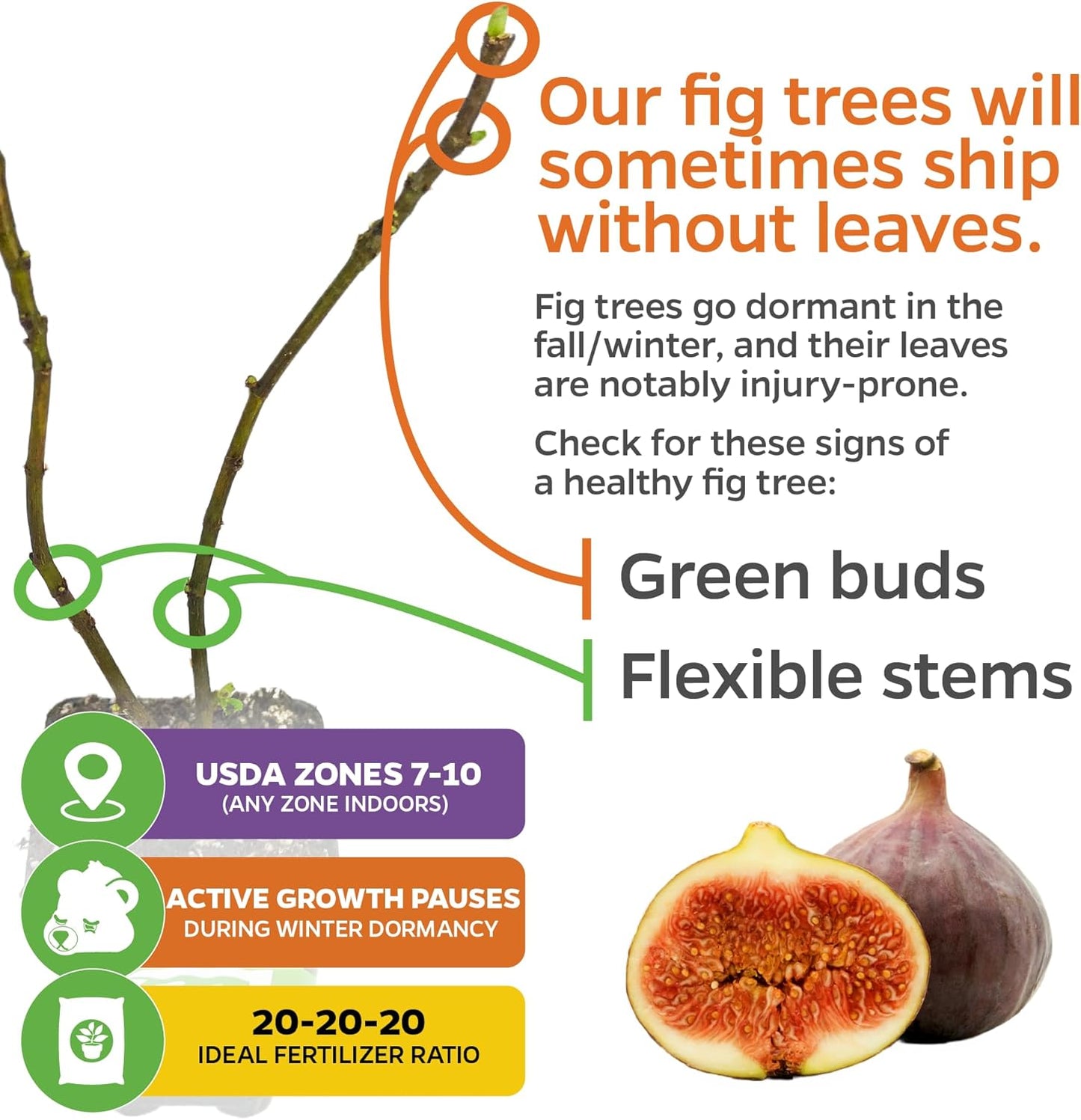Brown Turkey Fig - Ficus carica by Wellspring Gardens - Sweet Bronze Fruit - Mediterranean Garden - Resilient Fruit Tree - Self-Pollinating Fig Tree - Ornamental Fruit Tree (2-Pack)