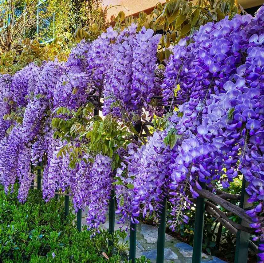 2 Blue Flowering Chinese Wisteria Vines - 12-18" Tall Live Plants - Wisteria Seedlings - Wisteria sinensis - (2 Pack)