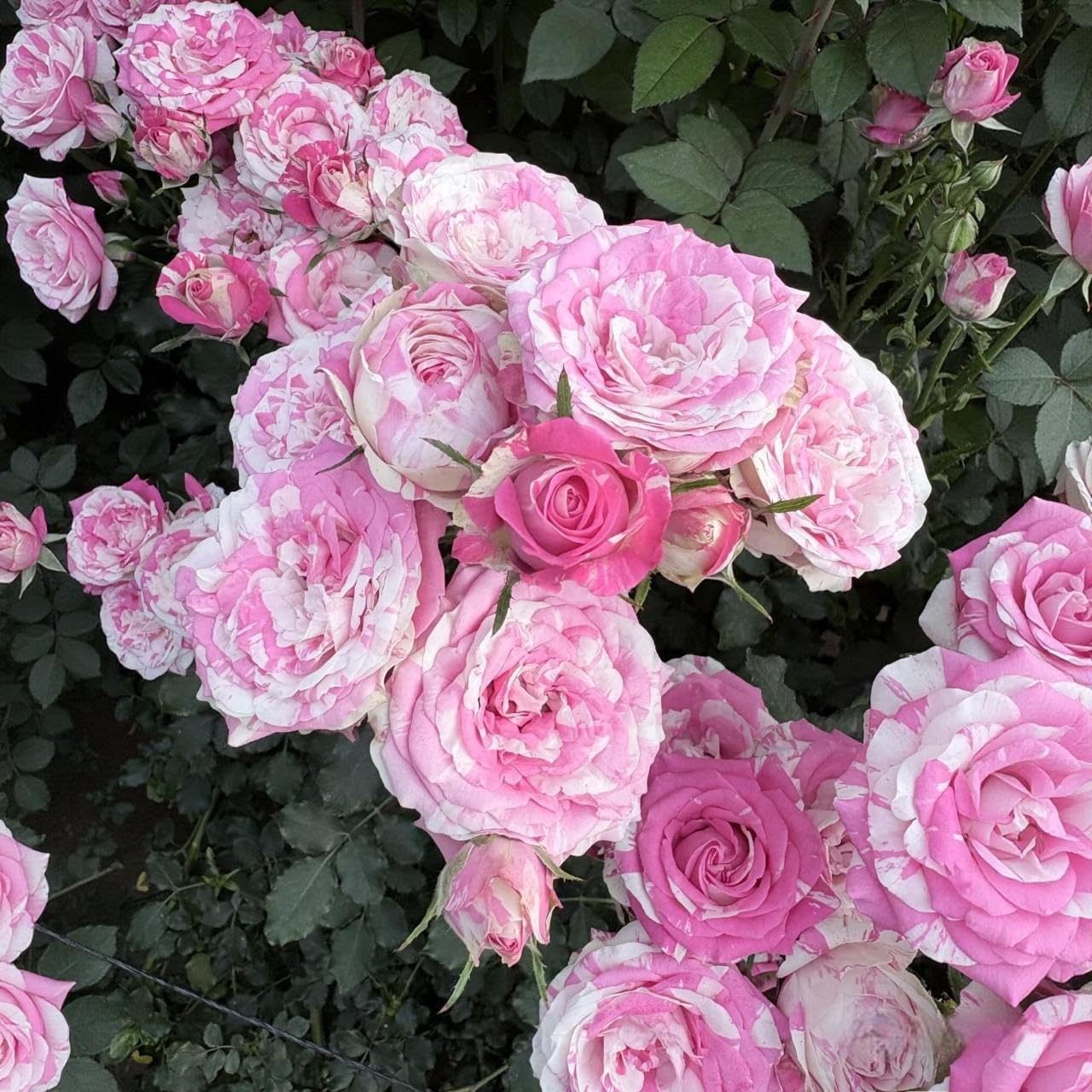 30 Pink Rose Seeds for Planting - Fragrant Perennial Flower Bush - Non-GMO Heirloom Ornamental Plants for Home Garden