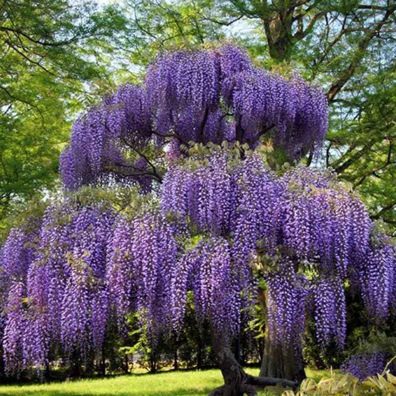 Purple Wisteria Live Plant, Wisteria Tree, 6 to 12 Inch Plant in Pot, Fully Rooted, Hardy Perennial Flower Plants, Dormant in Winter