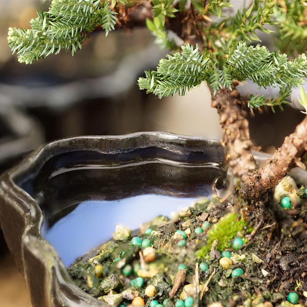 Brussel's Bonsai Brussel's Green Mound Juniper Bonsai in Zen Reflections Pot, SMALL