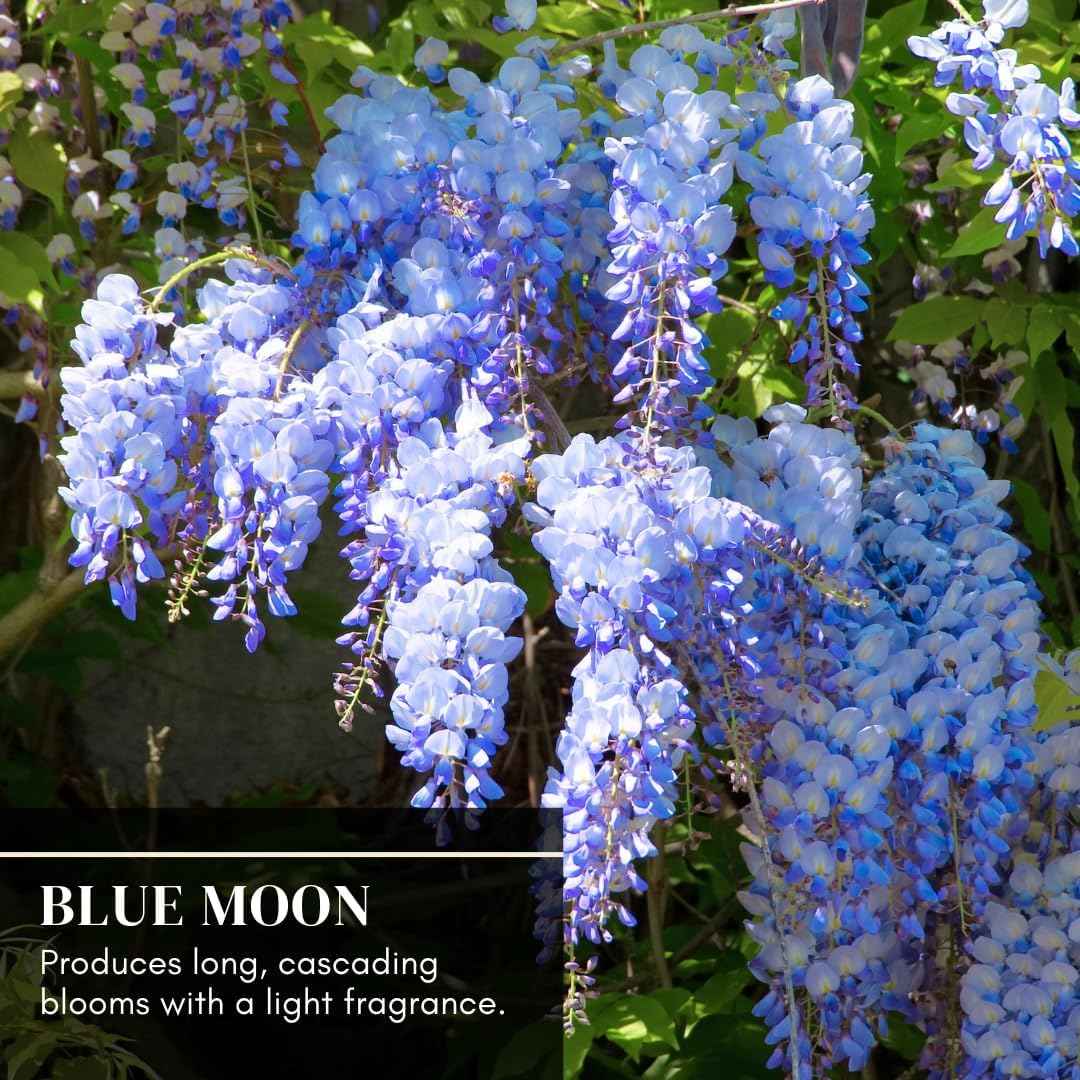 Blue Moon Wisteria Live Tree Seedling – 1 Healthy Plant for Planting – Fast-Growing Vine with Fragrant Lavender-Blue Blooms – Ideal for Trellises, Arbors, and Garden Landscaping