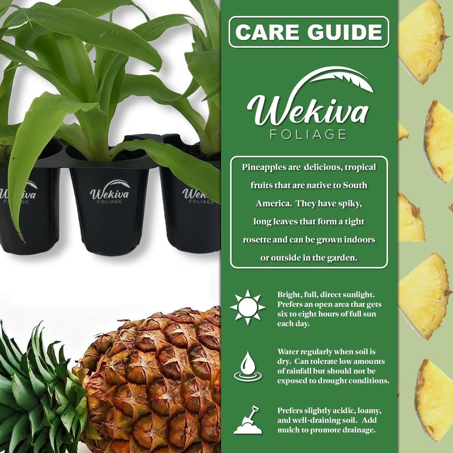 White Jade Pineapple Plant - 4 Live Starter Plants - Ananas Comosus - Edible and Fruit Bearing for Patio and Garden