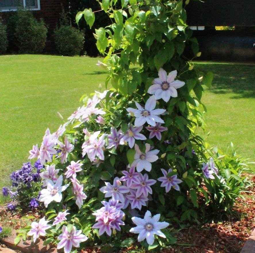 50 Pcs Climbing Clematis Vine Seeds for Planting Purple Red Pink Mix Colors Clematis Plants - Large Blooms Perennial Flowers Vines Seeds to Plant Outdoors