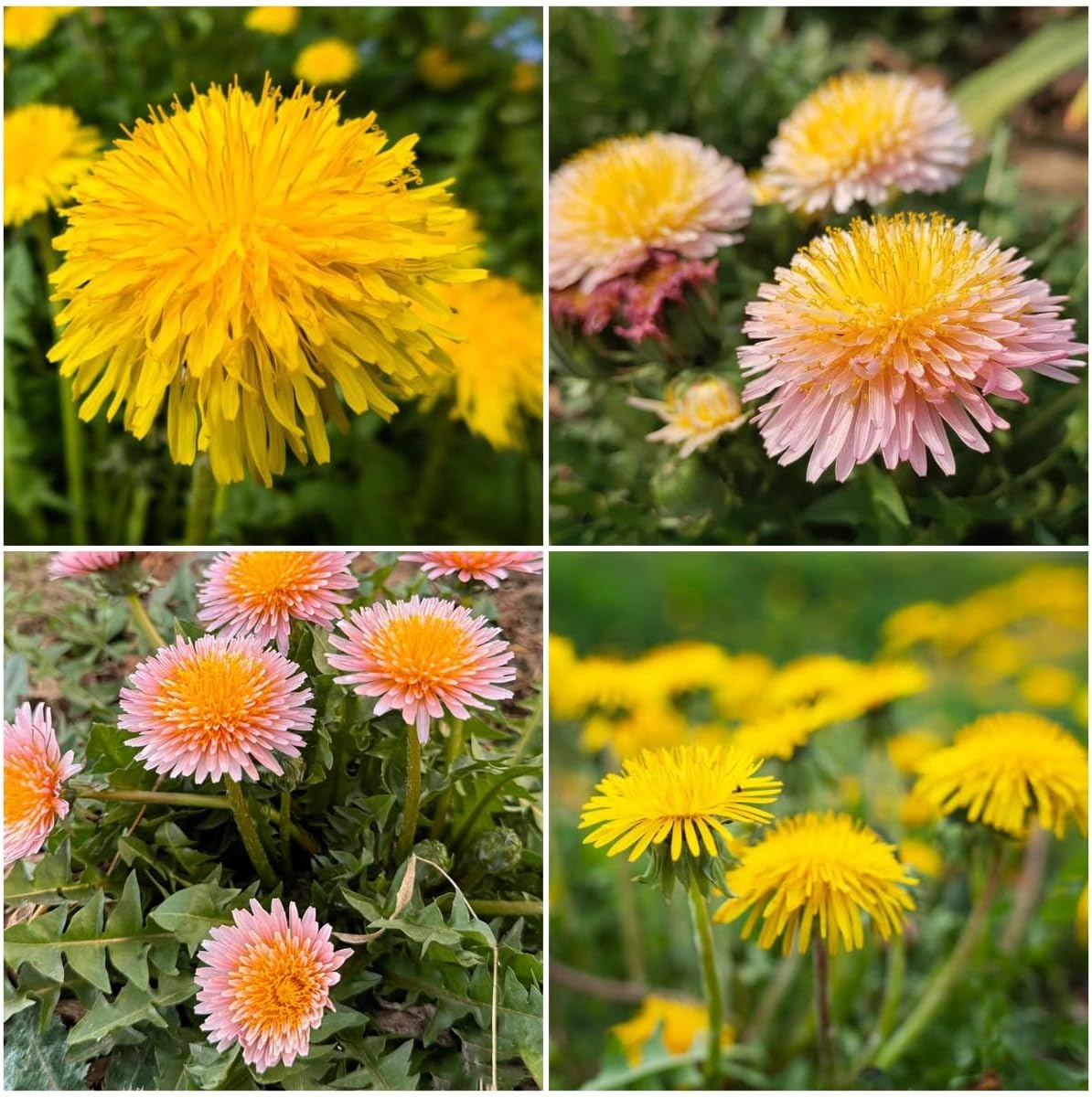 10,000+ Dandelion Seeds for Planting – Heirloom Non-GMO Taraxacum officinale, Edible Herb Seeds for Garden, Medicinal Use, Salads and Wildlife Support