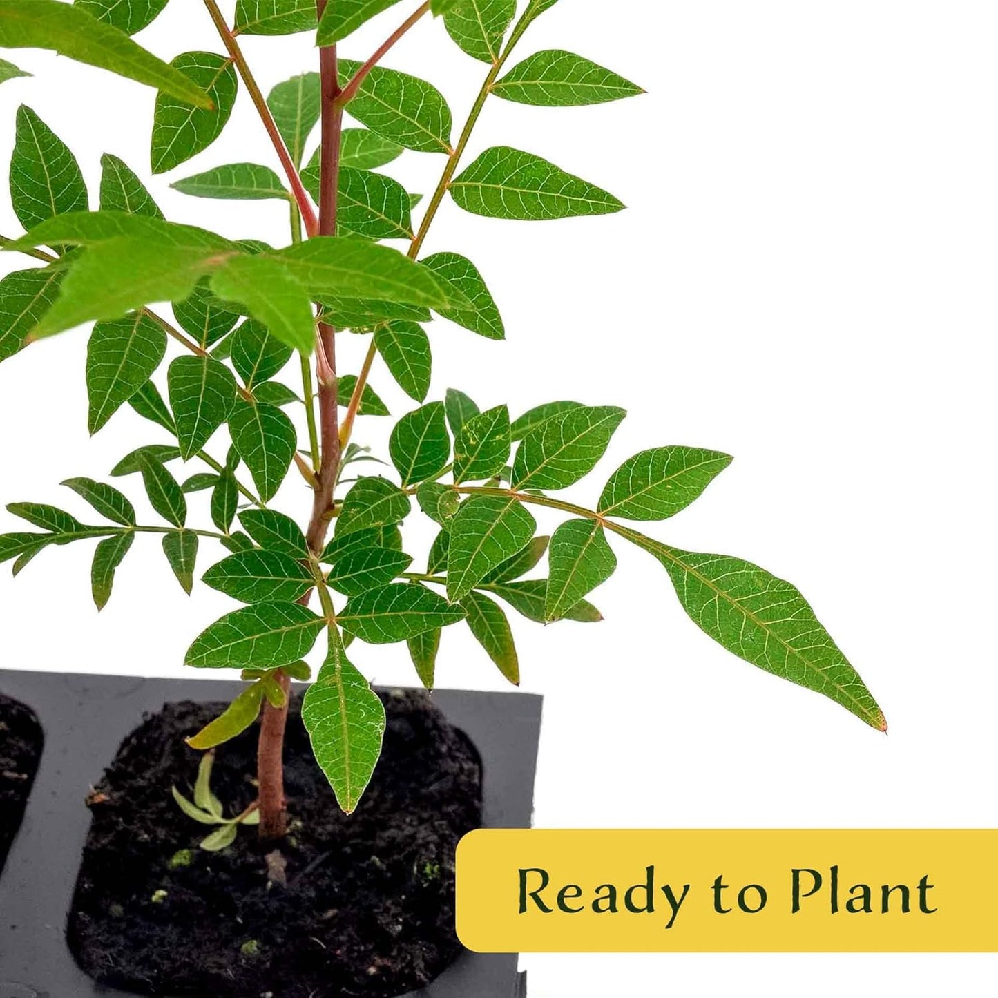 3 Chinese Pistache Tree Saplings (Pistacia chinensis) | Deciduous Ornamental Shade Tree with Fall Color & Upright Growth | 2.5” Nursery Cubes, Ready-to-Plant Live Starter Plants