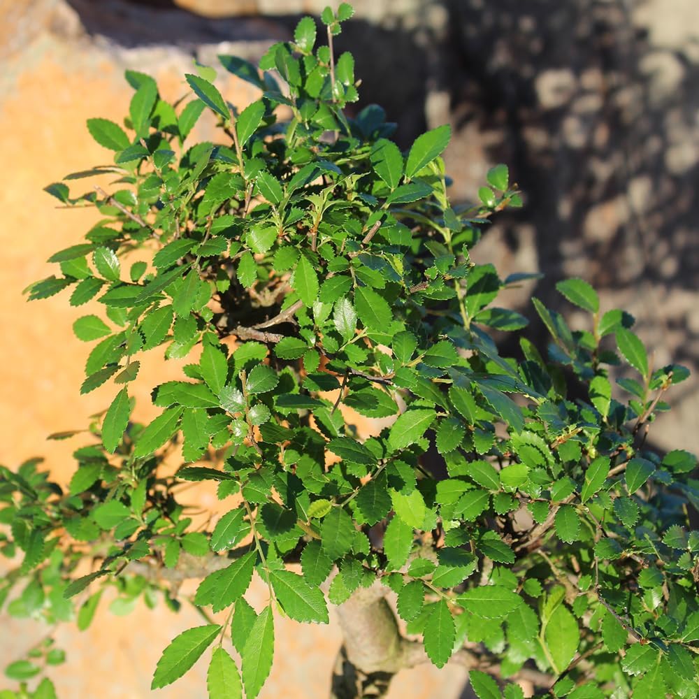 Brussel's Bonsai Live Chinese Sweet Plum Bonsai Tree - 5 Years, 6 to 10 in - Indoor Bonsai in Ceramic Bonsai Pot