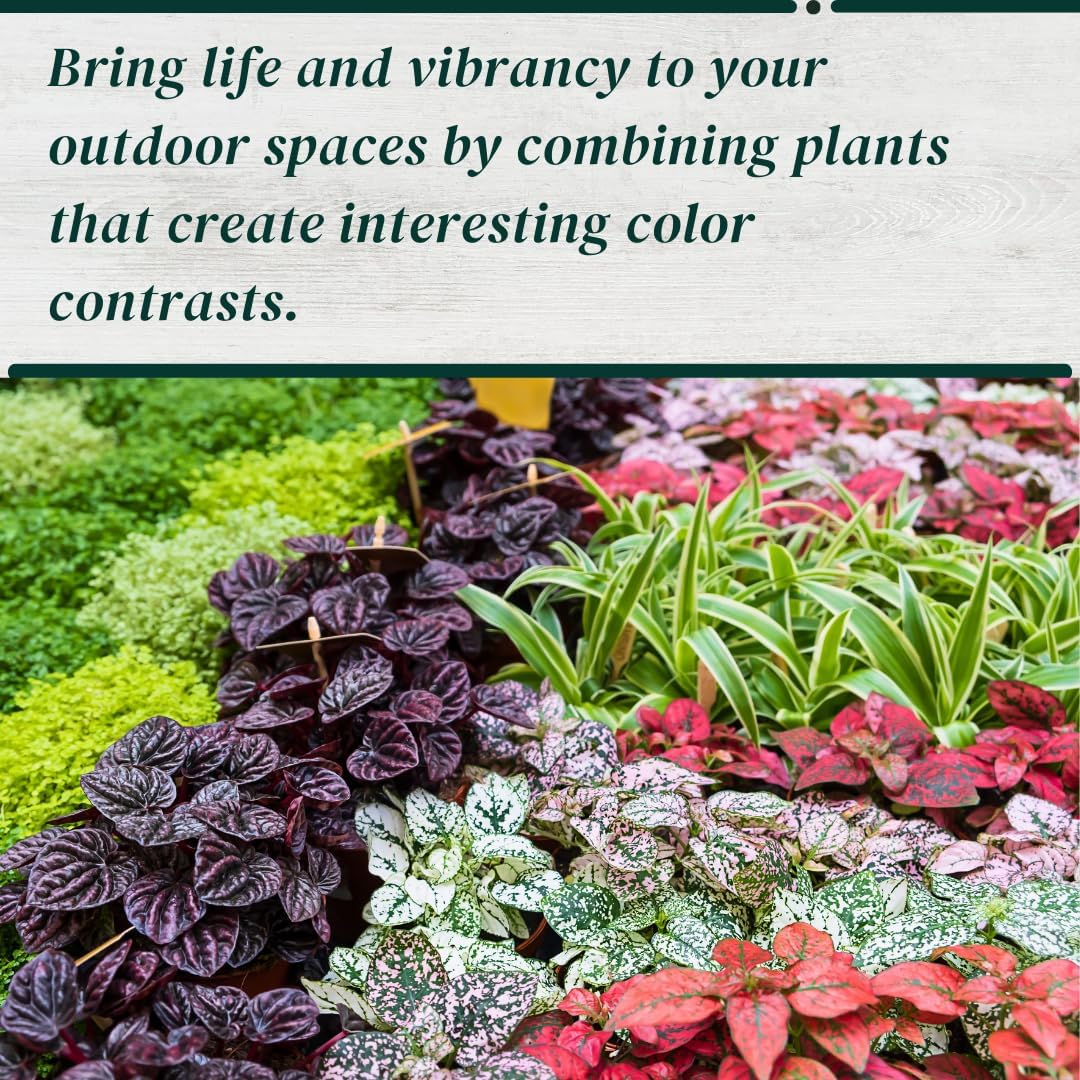 Polka Dot Plant (4-Pack) - Live Houseplants, Small Indoor Plants, Hypoestes Red - Colorful, Air-Purifying House Plants