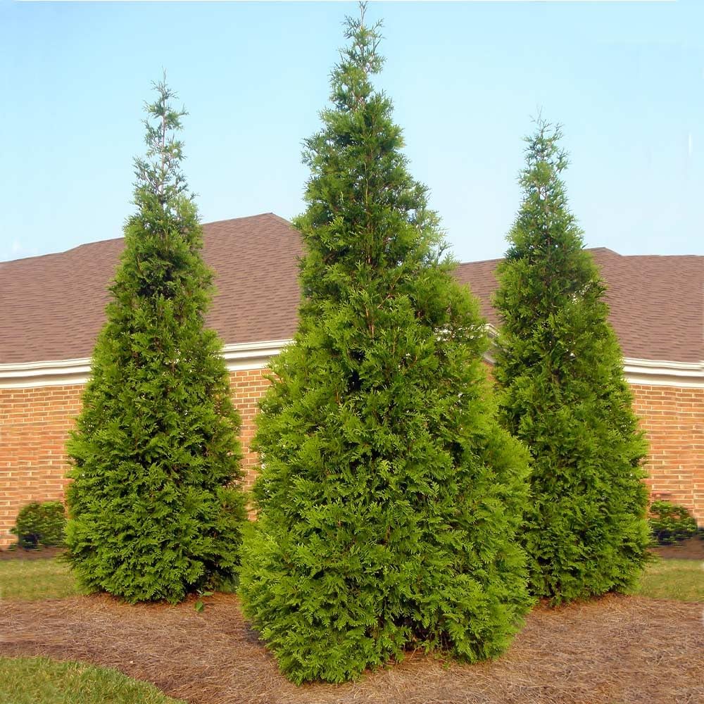 Brighter Blooms - Thuja Green Giant, 1-2 Feet - Live Plant - No Shipping to AK, AZ, HI, OR