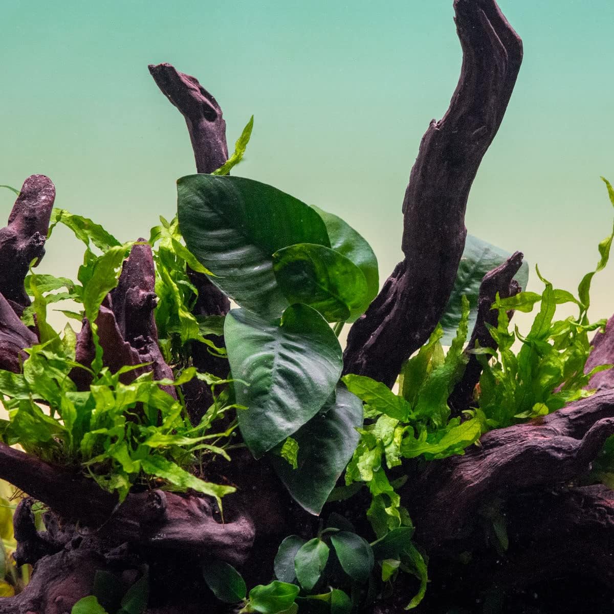 Anubias Live Aquarium Plants - Potted Freshwater Plant for Fish Tanks, Terrariums - Beginner Friendly Low Light (Barteri Butterfly, 1 Pot)