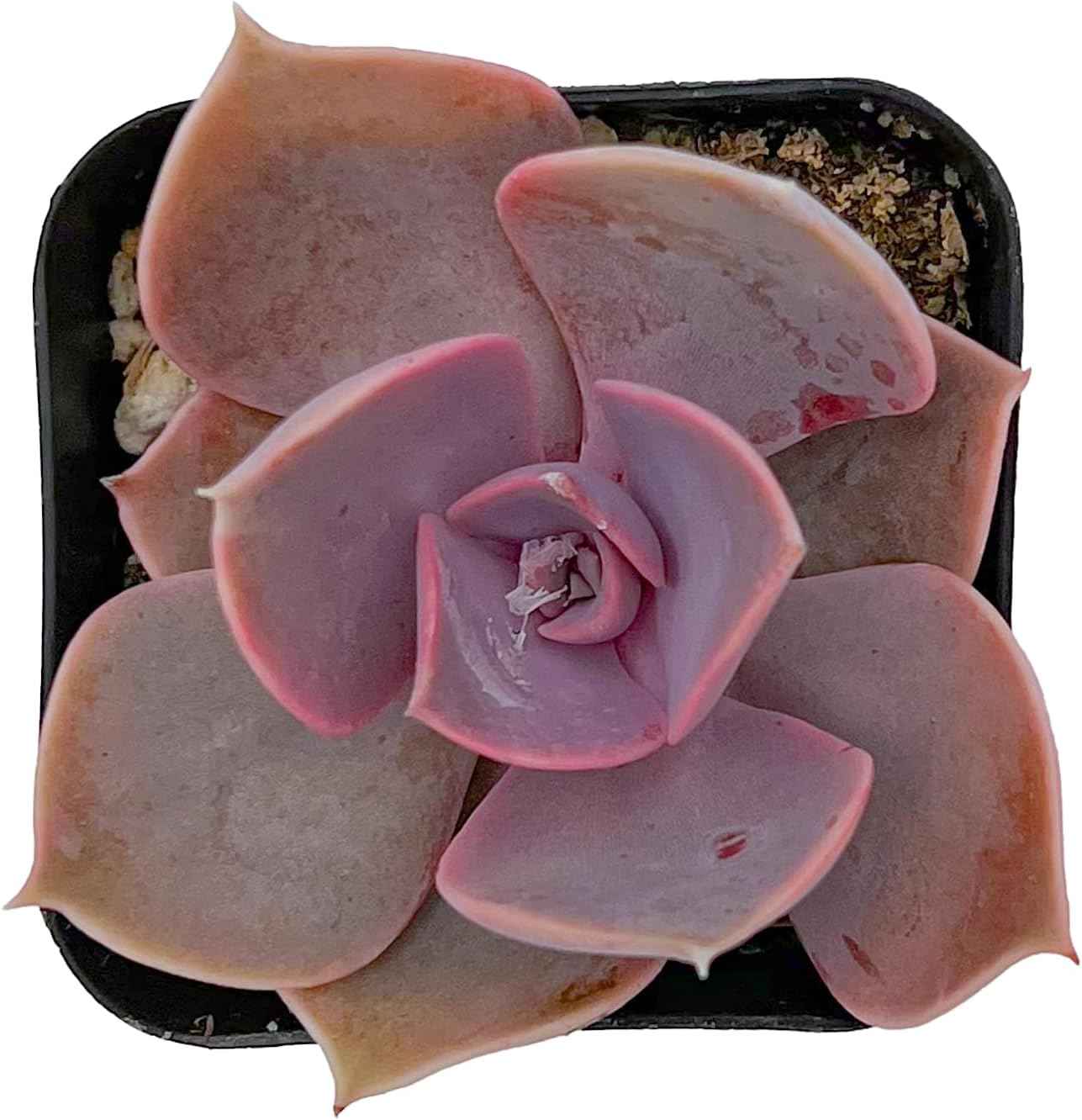 2" Live Succulent Echeveria 'Perle von Nürnberg', Fully Rooted Potted Plant, Easy Care & Drought Tolerant, Indoor Houseplant for Home Decor