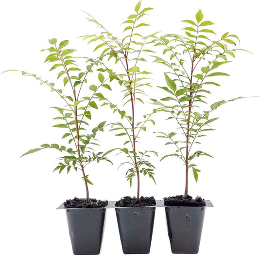 3 Chinese Pistache Tree Saplings (Pistacia chinensis) | Deciduous Ornamental Shade Tree with Fall Color & Upright Growth | 2.5” Nursery Cubes, Ready-to-Plant Live Starter Plants