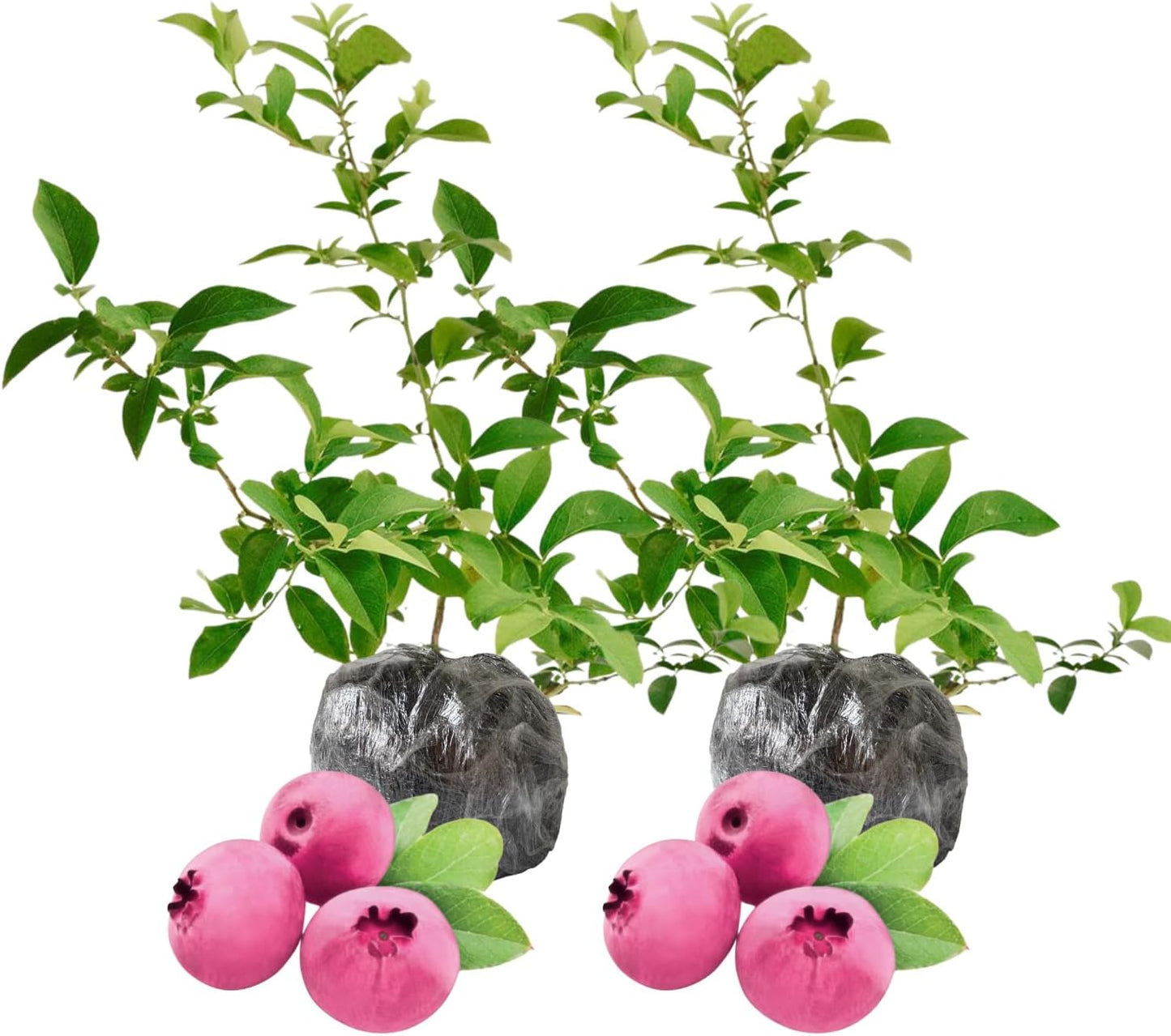 2 Pink Lemonade Blueberry Bush Live Plant, Blueberry Plants Live for Planting 5 to 8 Inch Tall, Sweet Blueberries Fruit Seedlings