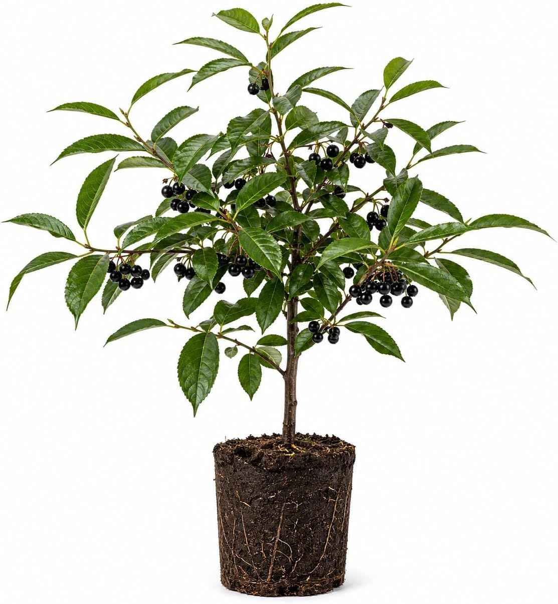 Black Cherry Tree Live Plant, 1 Year Old Sweet Cherry in Quart Pot, Hardy Fruit Shade Tree for Garden or Landscape