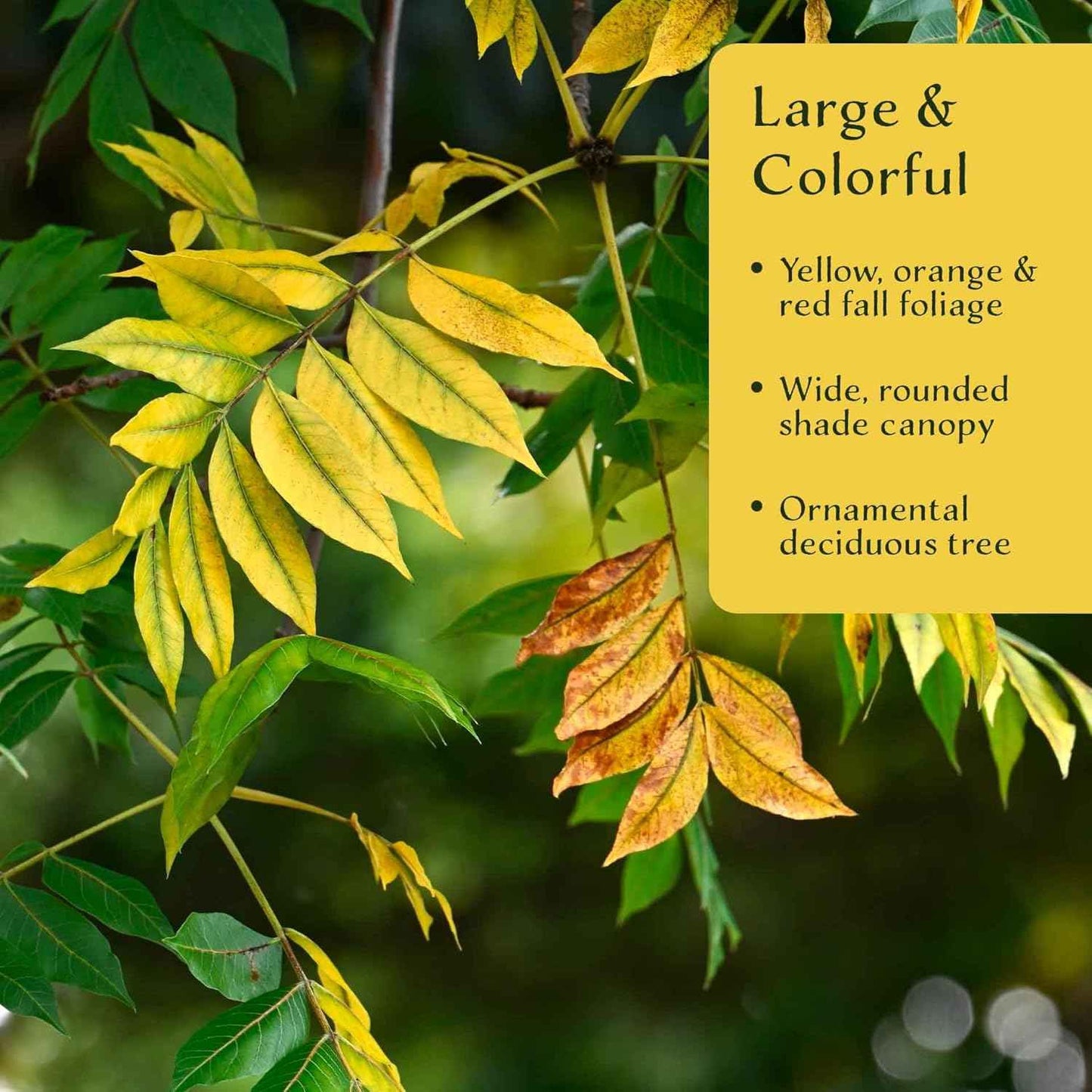 3 Chinese Pistache Tree Saplings (Pistacia chinensis) | Deciduous Ornamental Shade Tree with Fall Color & Upright Growth | 2.5” Nursery Cubes, Ready-to-Plant Live Starter Plants