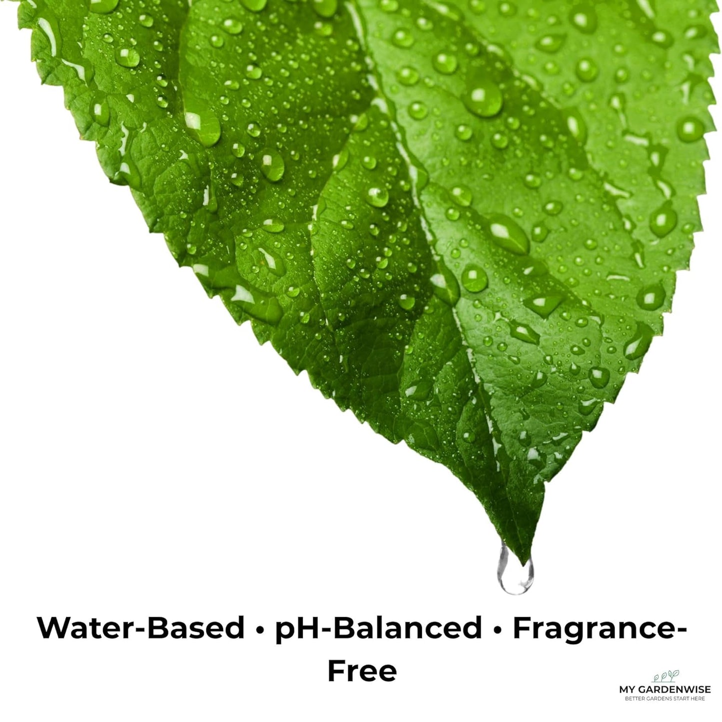 Leaf Shine Spray for Indoor Plants – Plant Leaf Cleaner & Shine for Real House Plants – Fragrance-Free, Non-Sticky, Streak-Free Finish, 8 fl oz