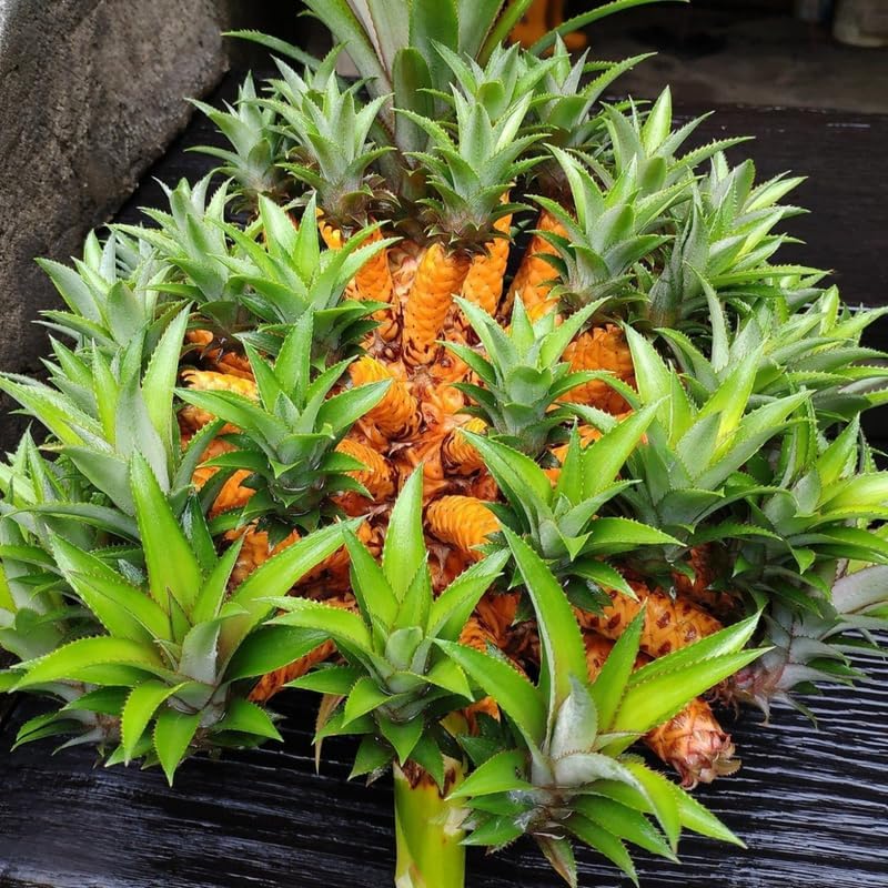 Pack 2 White Jade Pineapple Plants Live, Tropical Fruit for Spring Plant, Well-Rooted 4 to 8 Inch Tall for Planting Outdoor Full Sun