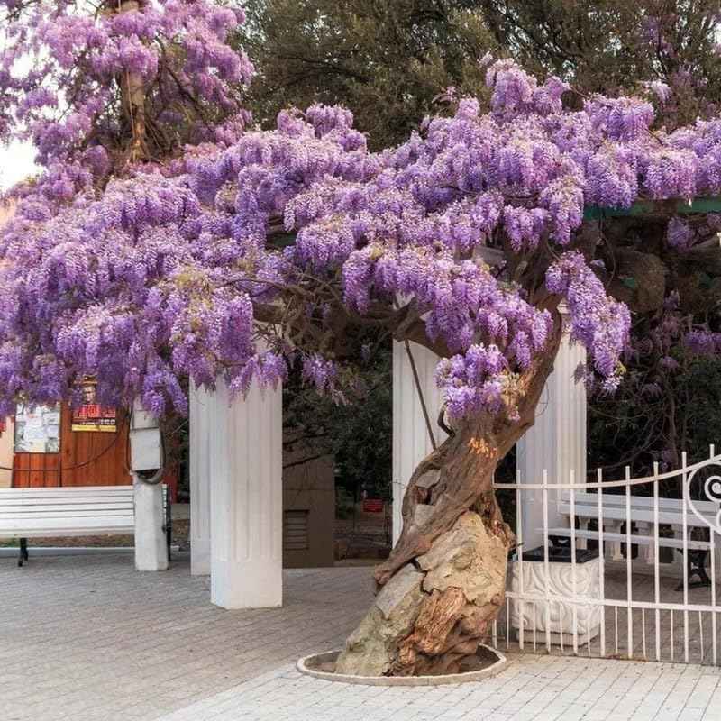 Purple Wisteria Live Plant, Wisteria Tree, 6 to 12 Inch Plant in Pot, Fully Rooted, Hardy Perennial Flower Plants, Dormant in Winter