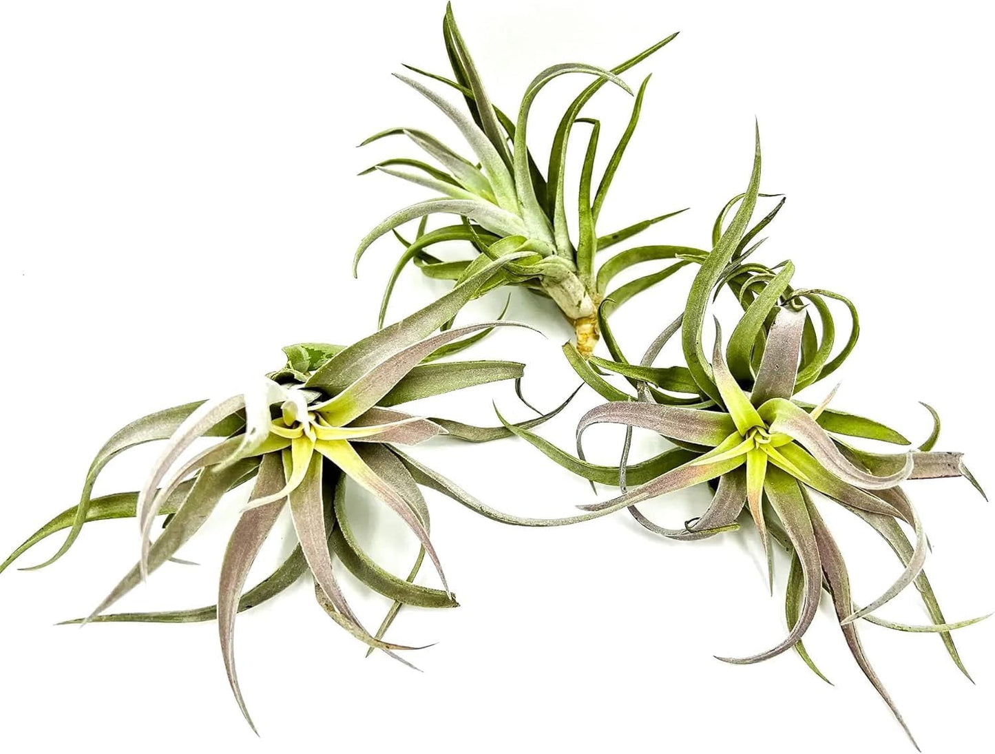 Air Plants - Tillandsia Cacticola, Jumbo 6-9" - 5ct - Live Arrival Guaranteed - House Plants for Home Decor & Gift
