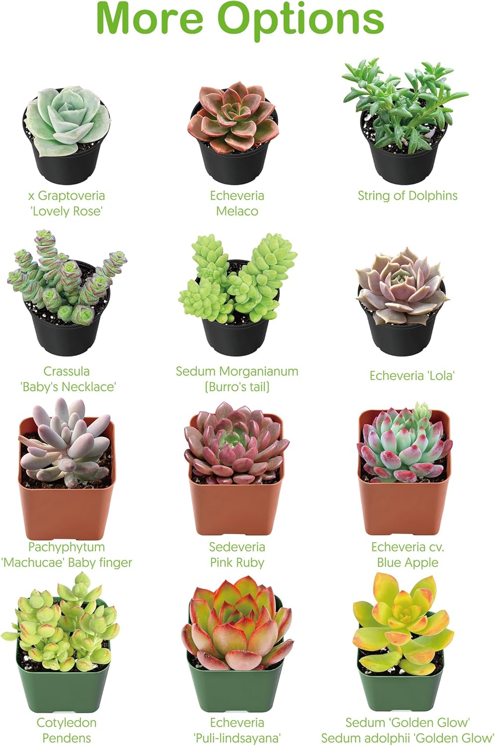 Live Succulents 'String of Bananas' (4-inch), Succulent Plants Fully Rooted in Pots with Soil, Easy-Care House Plant for DIY, Home Office Decor, Wedding Party Favor