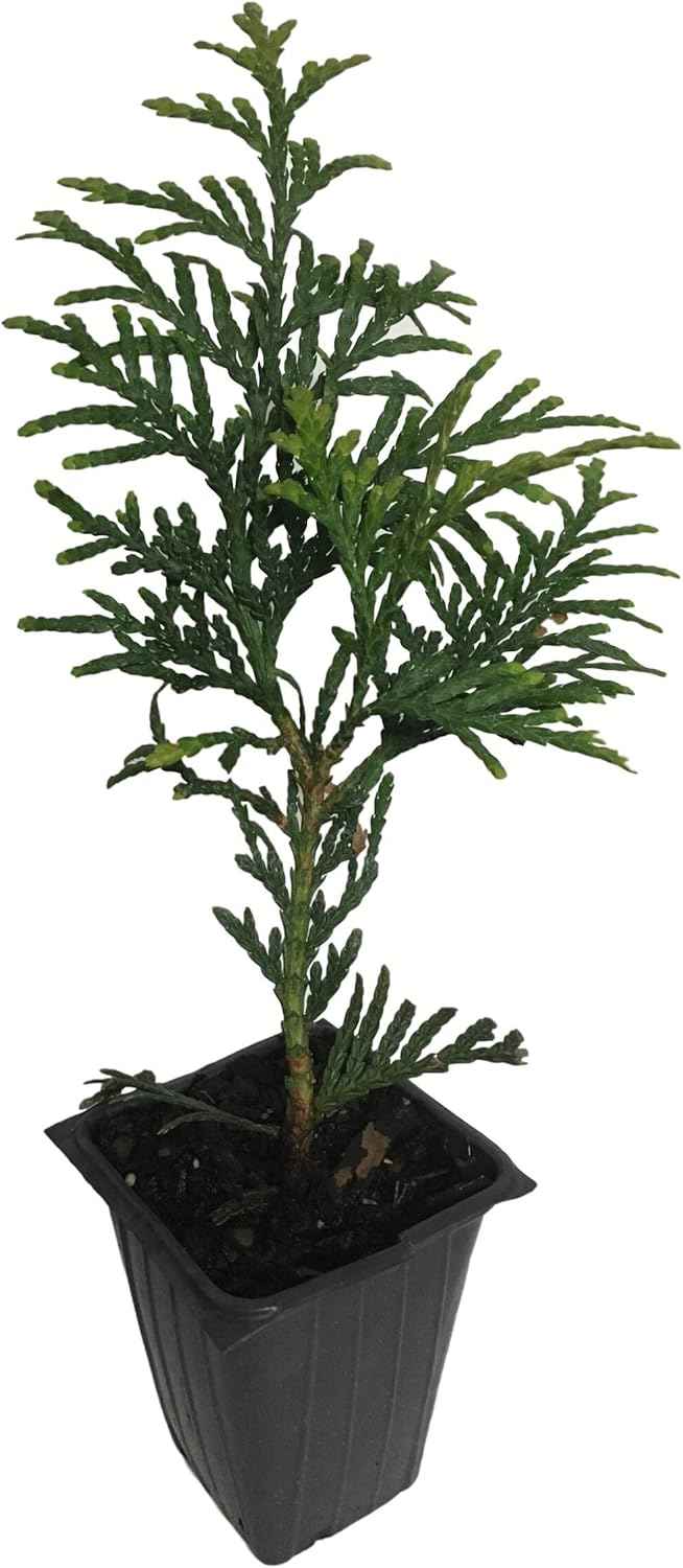 10 Arborvitae Green Giant Thuja Plicata 2.5 inch Pot 6-12" Tall