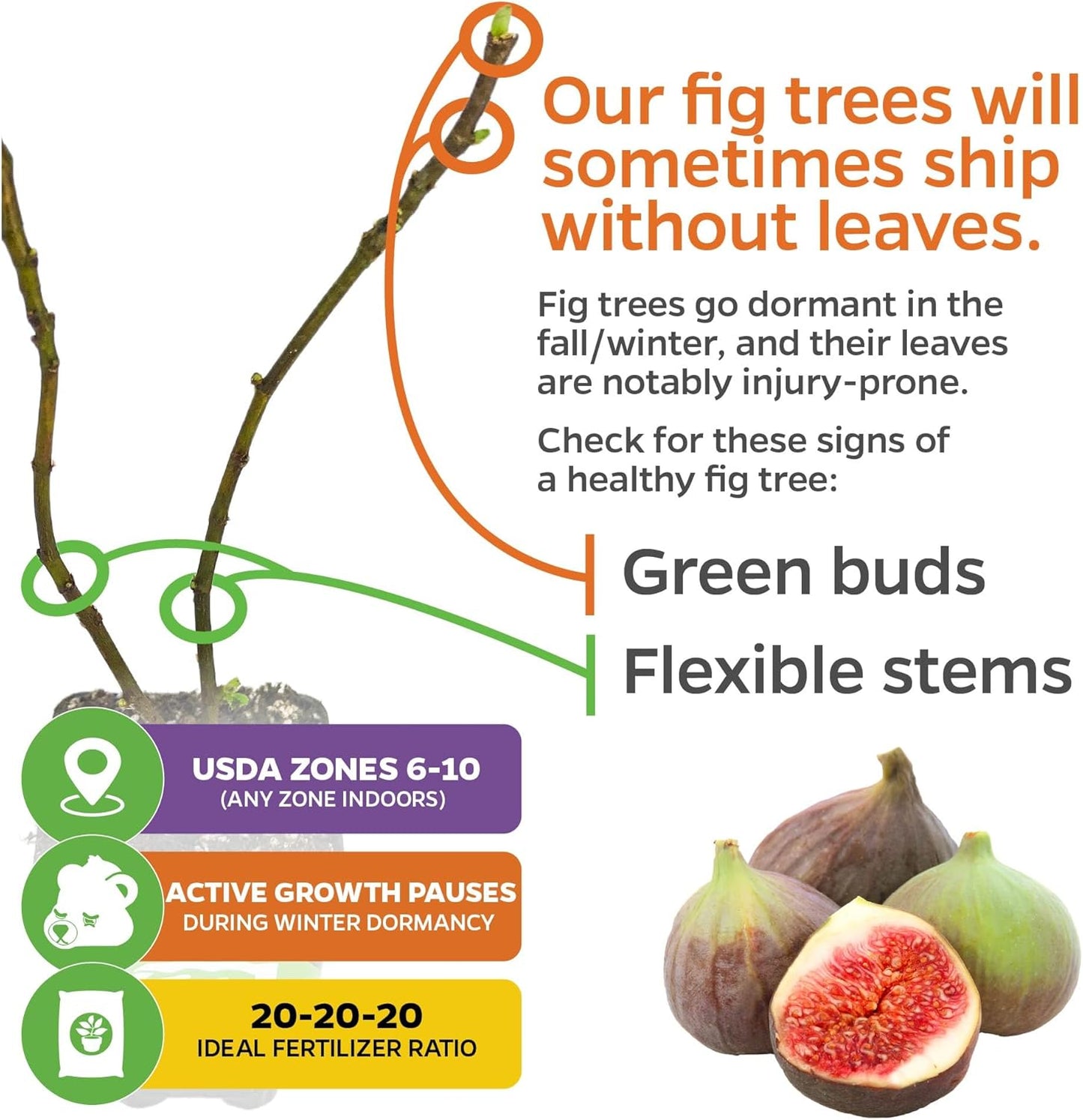 Magnolia Brunswick Fig Tree - Ficus carica by Wellspring Garden - Captivating & Abundant Fruit Producer - Versatile Fruit Tree - Robust Growth - Garden Ornamental (2-Pack)