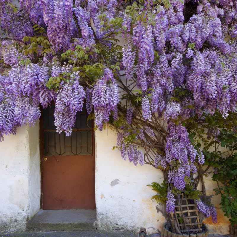 Purple Wisteria Live Plant, Wisteria Tree, 6 to 12 Inch Plant in Pot, Fully Rooted, Hardy Perennial Flower Plants, Dormant in Winter