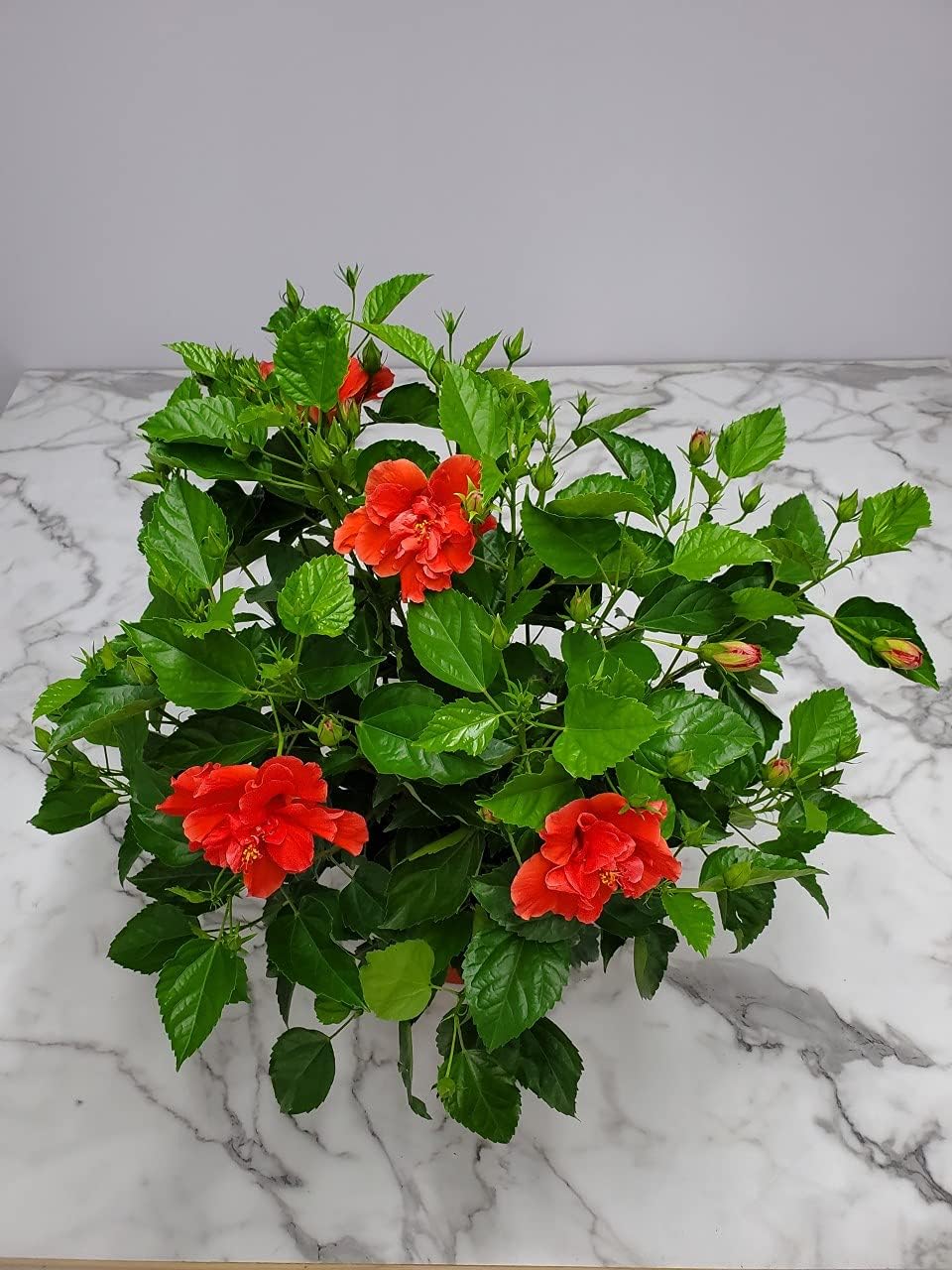 Hibiscus Plant Live - Double Red Hibiscus Bush - Flowering Plants - Red - Overall Height 26" to 28" - Tropical Plants of Florida (Plant Only)