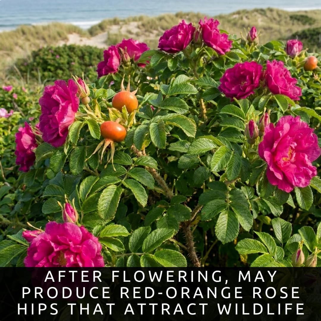 2 Pink Japanese Rose Live Plants – Hardy Fragrant Pink Rugosa Rose Bush – Perennial Flowering Shrub for Garden & Landscape – Easy to Grow Rose Plant (2 Plants)